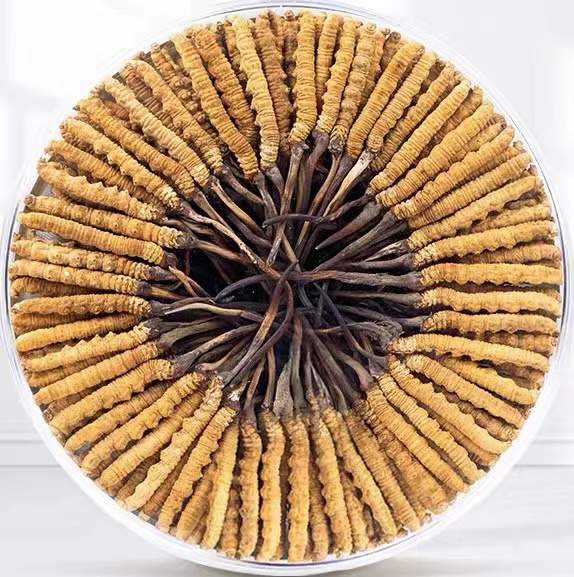 柯坪冬虫夏草回收